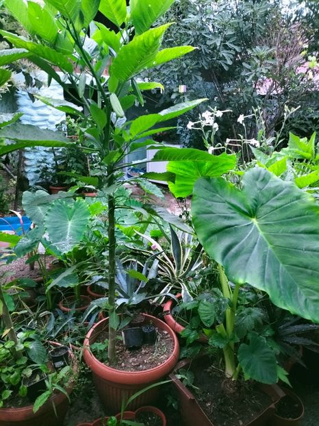 IMG20220906071319 - Septembrie 2022