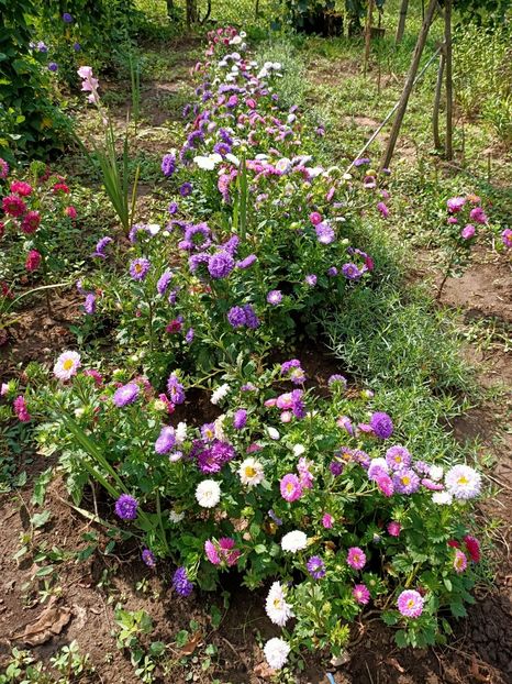 Img.2022.09.01 - Grădina mea de la țară