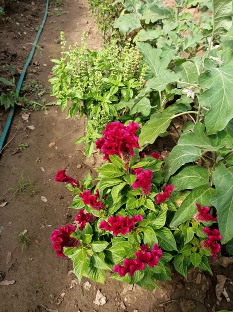 Img.2022.09.01 - Grădina mea de la țară