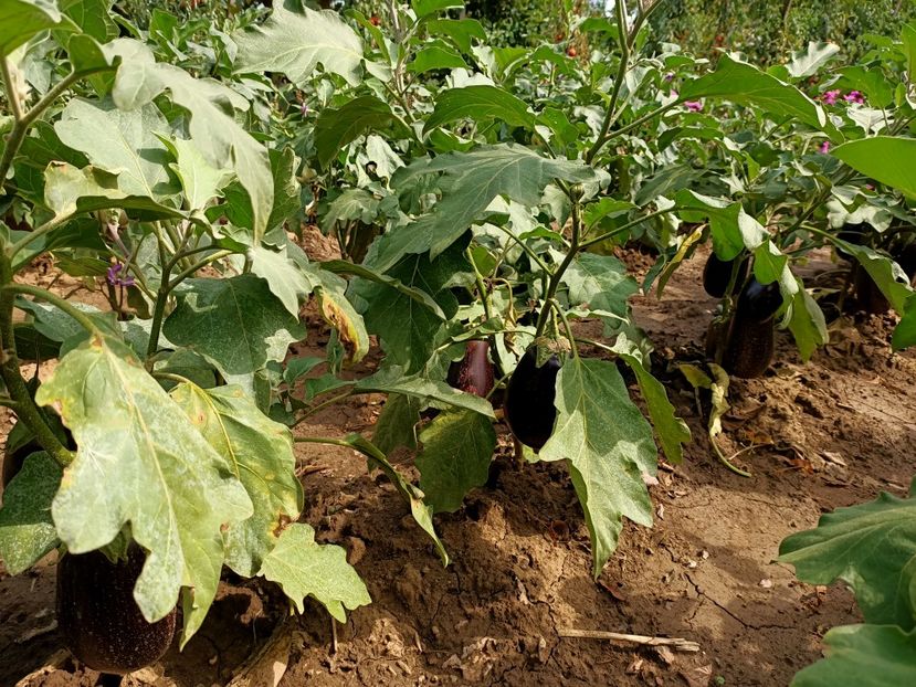 Img.2022.09.01 - Grădina mea de la țară