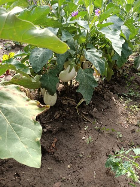 Img.2022.09.01 - Grădina mea de la țară