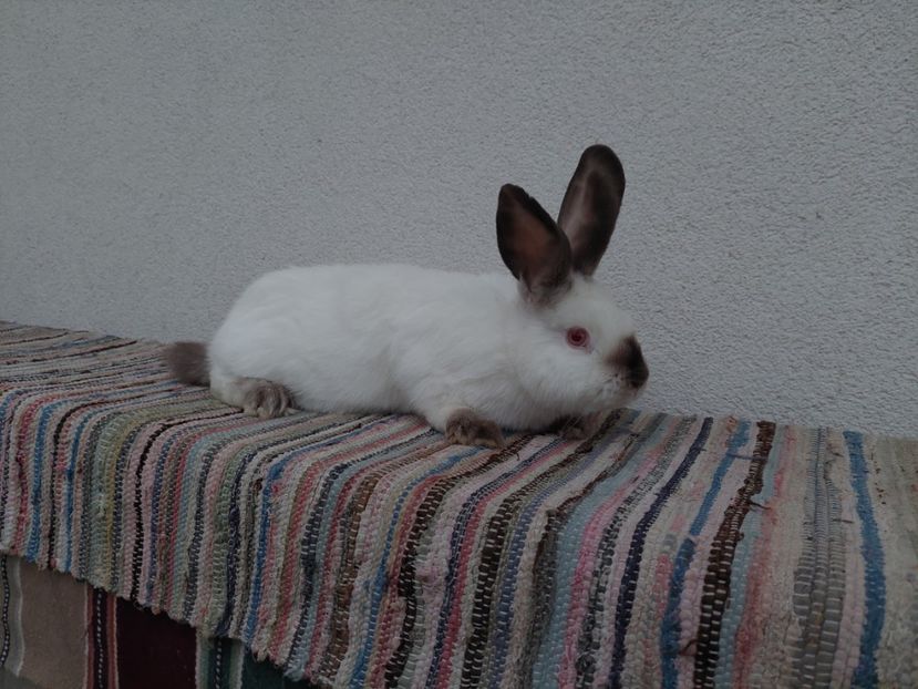  - Femela californian havana