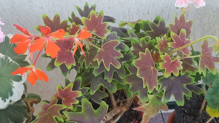  - Vancouver centennial