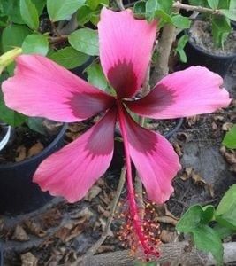 Fidji Island - 20 lei - Disponibil lastari neinradacinati de hibiscus II