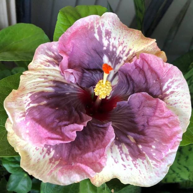 Kilimanjaro - 35 lei - lastari rezervati A