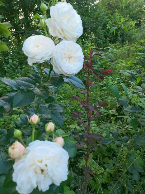 IMG20220908173609 - Septembrie 2022