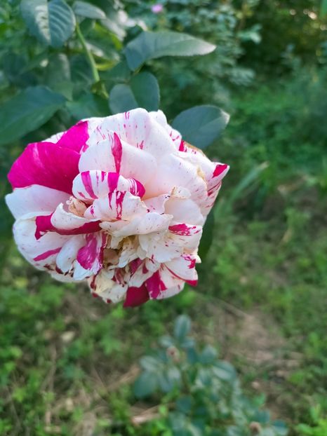 IMG20220908173039 - Septembrie 2022