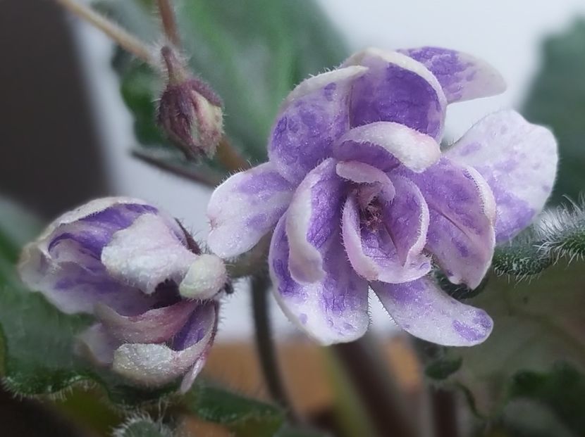 9 septembrie 2022 prima inflorire - KZ Dobrynia