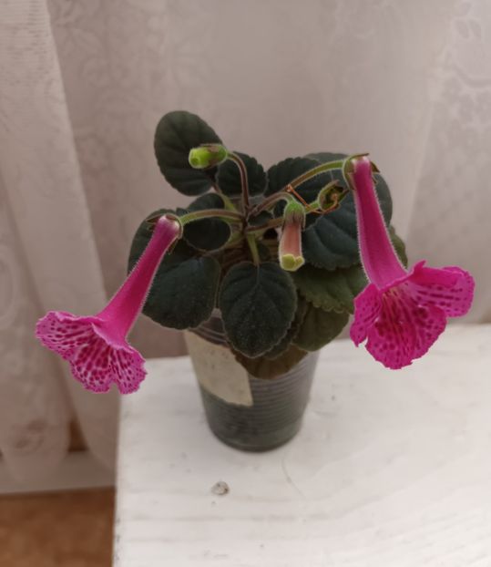  - Mini sinningia