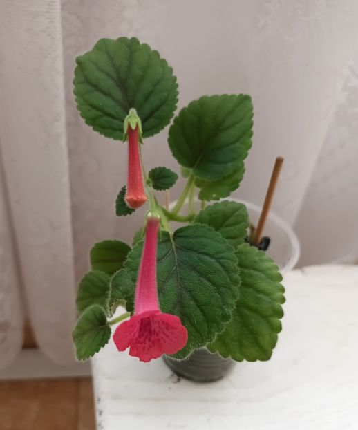  - Mini sinningia