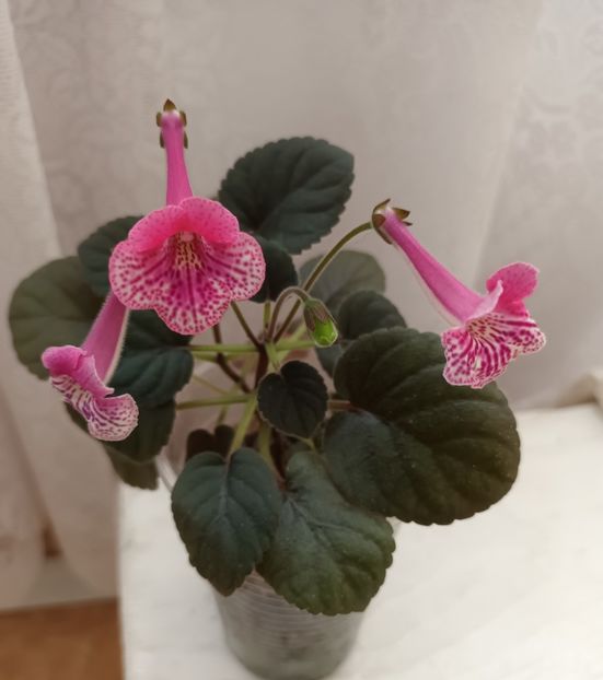  - Mini sinningia