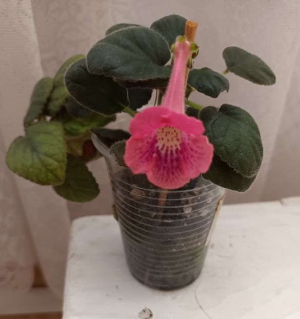  - Mini sinningia