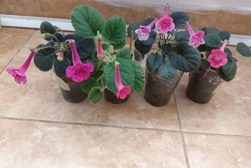  - Mini sinningia