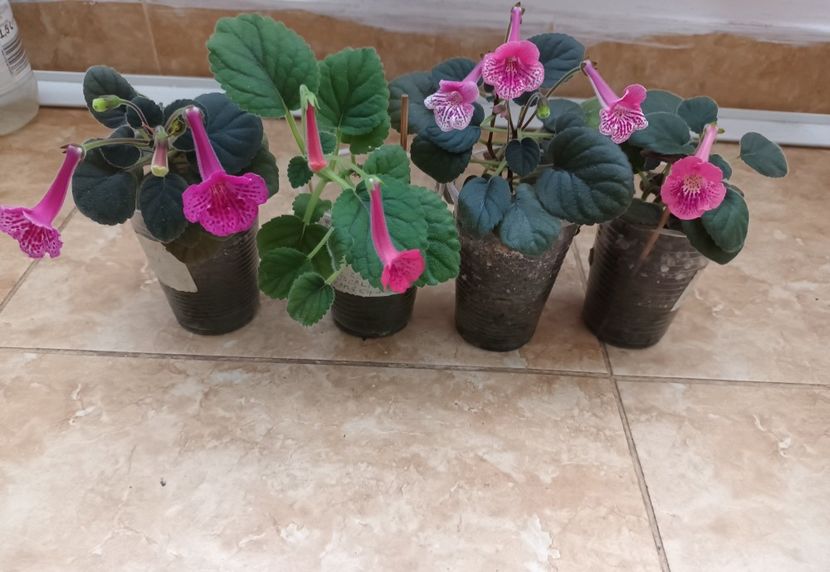  - Mini sinningia