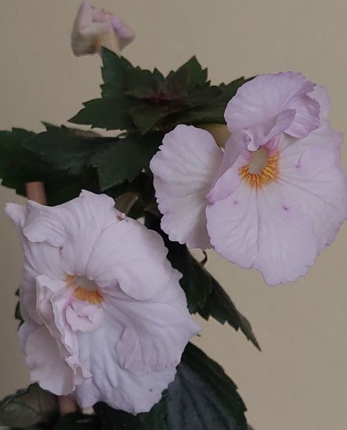 HOARFROST - AAA RIZOMI ACHIMENES DISPONIBILI -2023