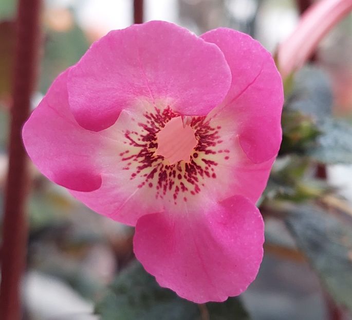  - APPLE BLOSSOM