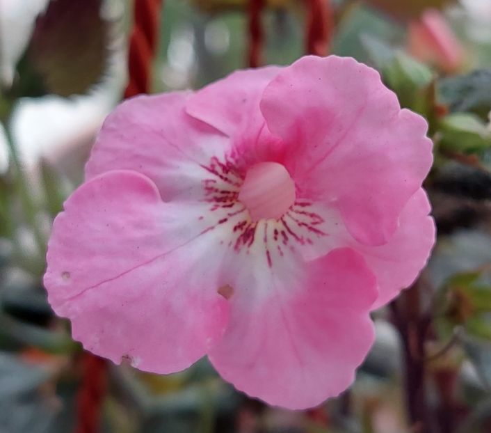  - APPLE BLOSSOM