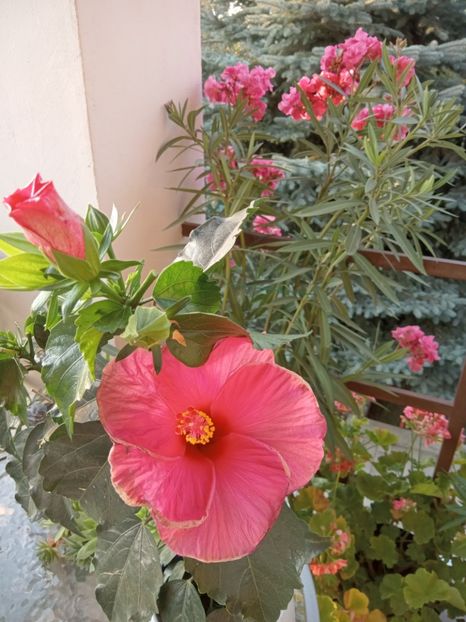  - 02 Hemerocalisi-hibiscusi-crini