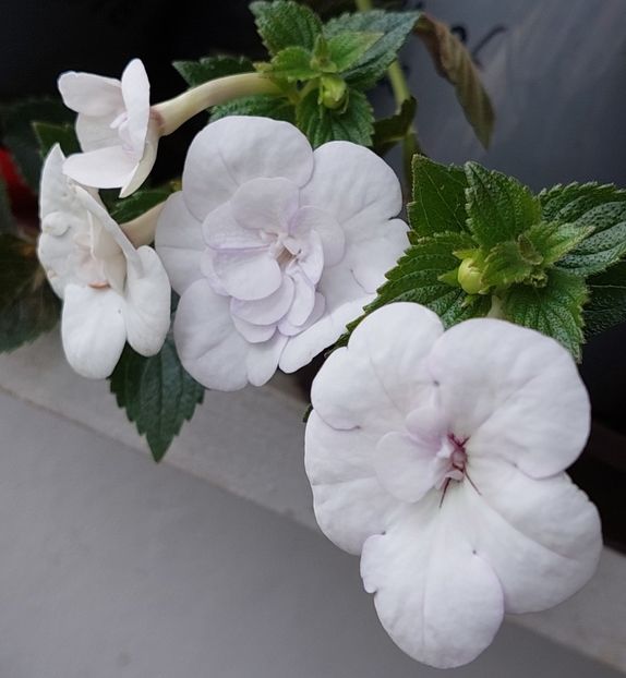  - Double Picotte Rose