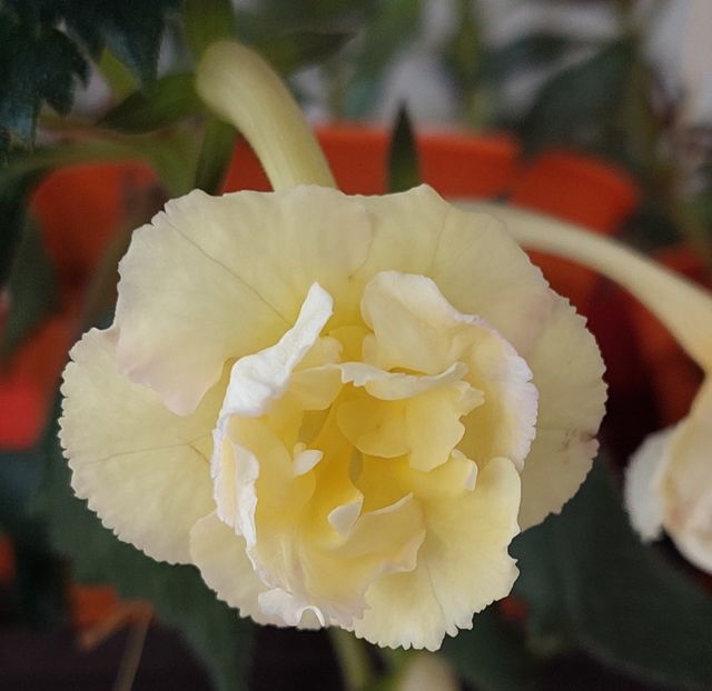  - YELLOW ENGLISH ROSE 2