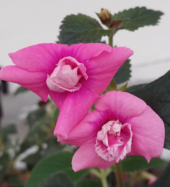  - RF-S KING FAVORITE