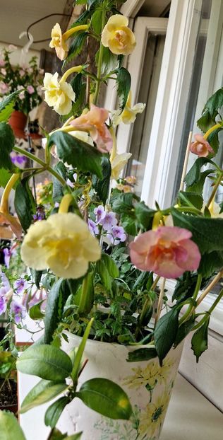  - Yellow English Rose R
