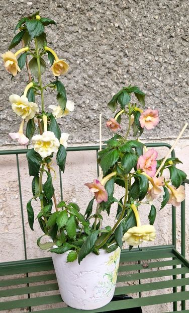  - Yellow English Rose R