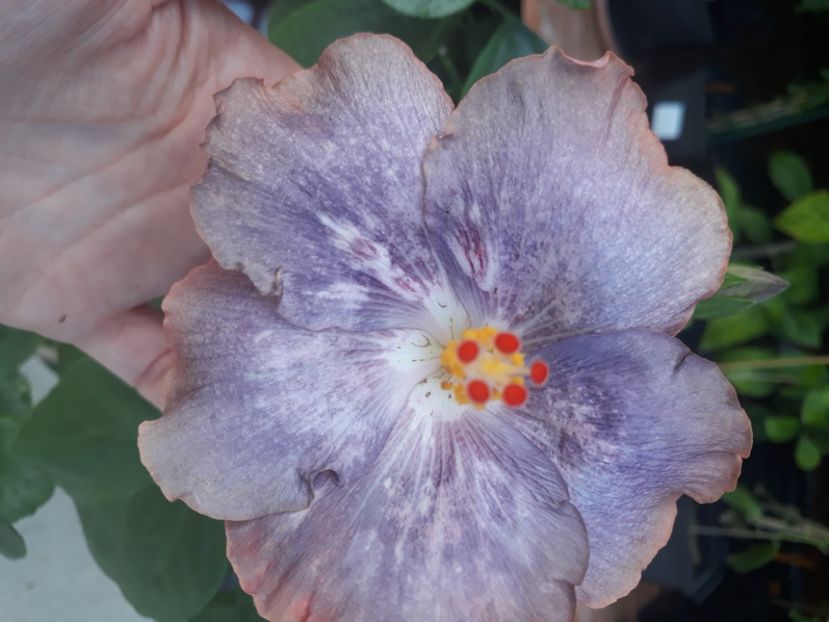  - Hibi Bo Den Mountains Mist