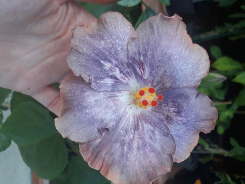  - Hibi Bo Den Mountains Mist