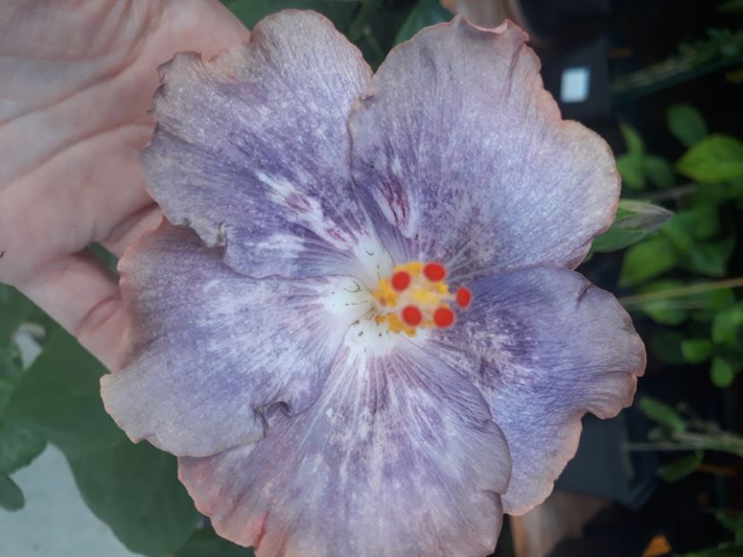  - Hibi Bo Den Mountains Mist