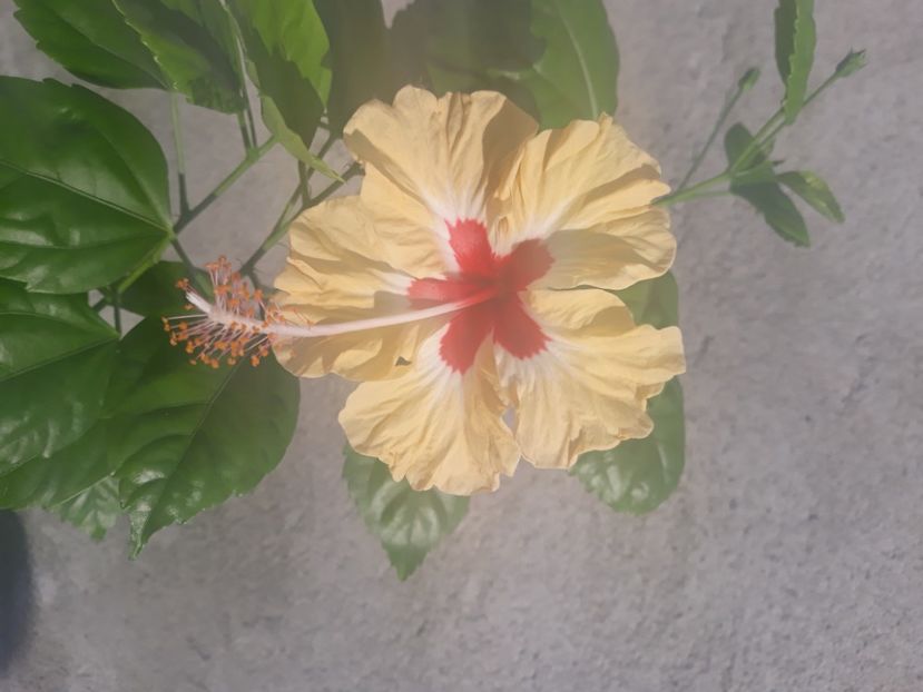  - Hibi Sylvia Goodman