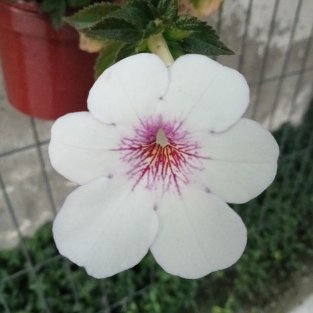 Charity - Achi cu 6 sau mai multe petale