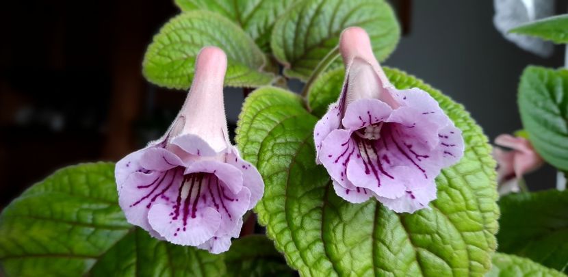 MGs Fancy Dress - Sinningia 2022