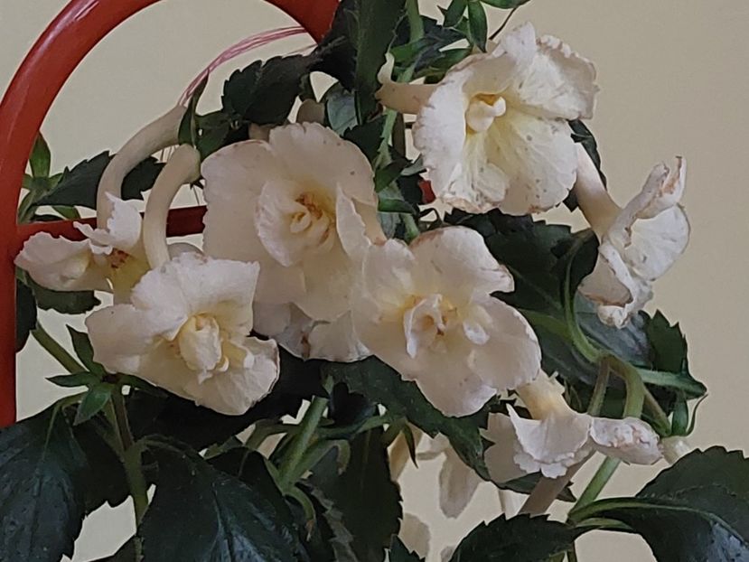  - YELLOW ENGLISH ROSE 2