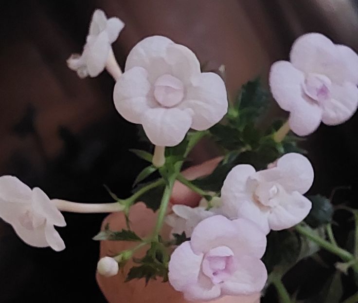  - LAVENDER BLISS
