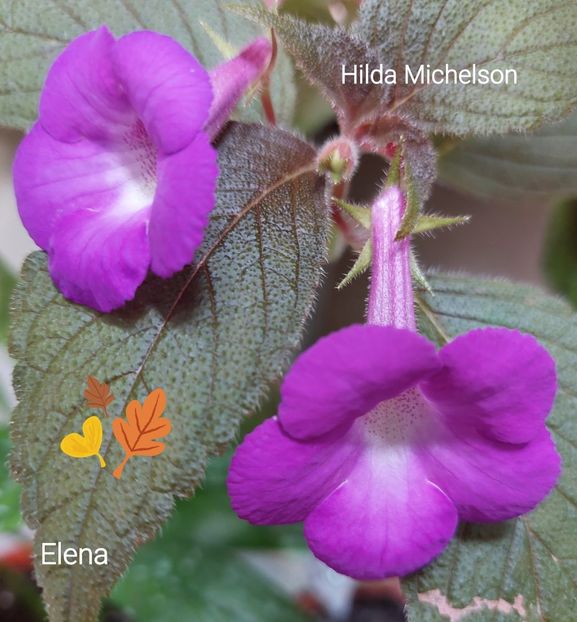  - 2022 - Achimenes