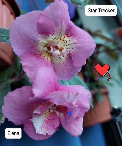  - 2022 - Achimenes