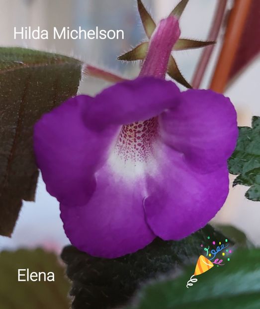  - 2022 - Achimenes