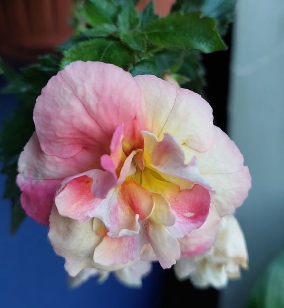  - 2022 - Achimenes