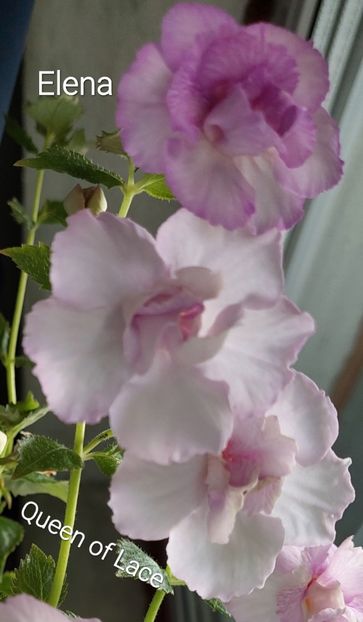  - 2022 - Achimenes