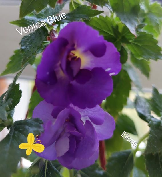  - 2022 - Achimenes