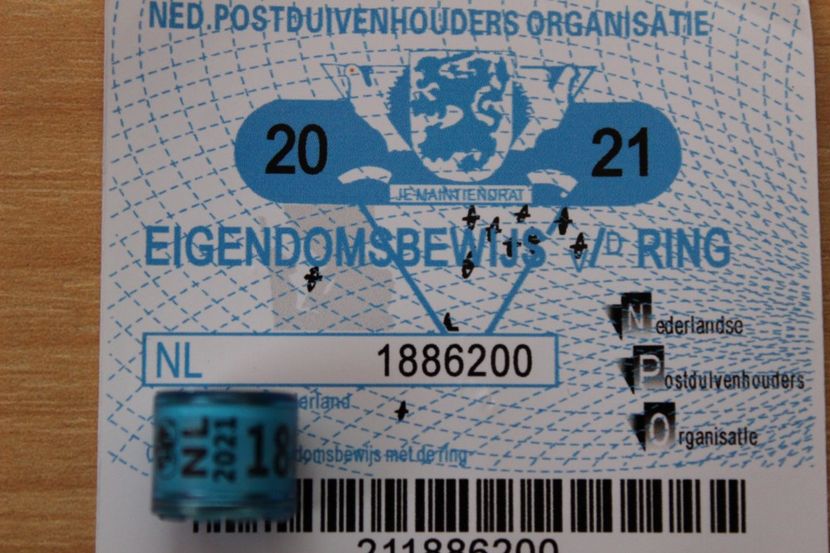 NL 2021 - OLANDA NL