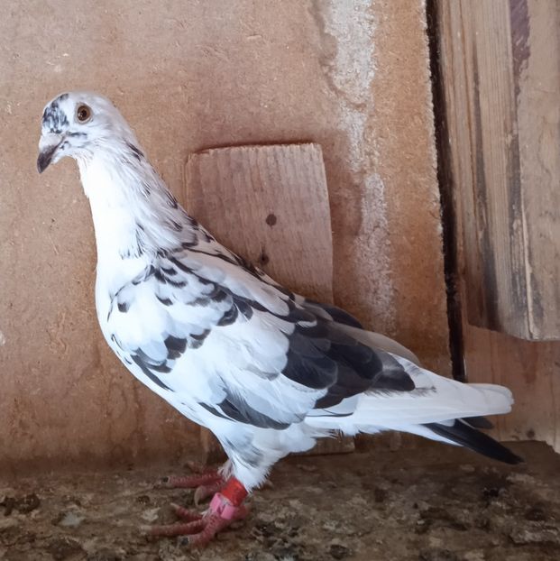 Mascul 22-633....-Glodeni - Porumbei vanduti