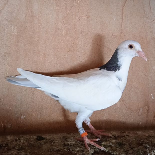 Mascul 22-952....-Telesti - Porumbei vanduti