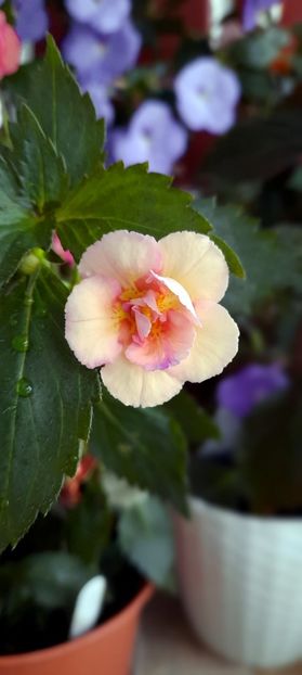 Amelia V - ultima sedinta foto 2022