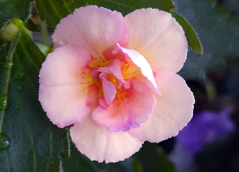 Amelia V - ultima sedinta foto 2022