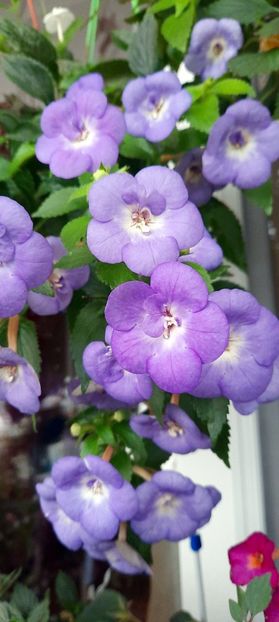  - ultima sedinta foto 2022