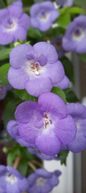  - ultima sedinta foto 2022