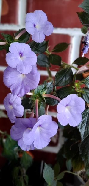  - ultima sedinta foto 2022