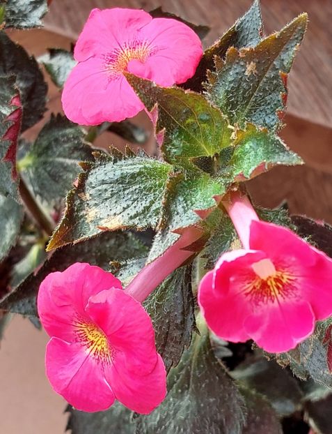  - BRID-S SCHMETTERLING